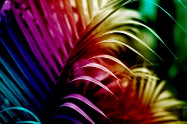 Duvarda gölgesi olan renkli tropikal palmiye yaprağı