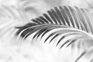 Beyaz duvarda gölgesi olan siyah tropikal palmiye yaprağı