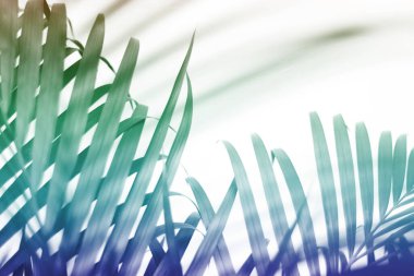 Beyaz duvarda gölgesi olan renkli tropikal palmiye yaprağı