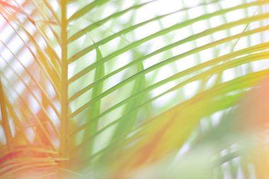 Beyaz duvarda gölgesi olan renkli tropikal palmiye yaprağı