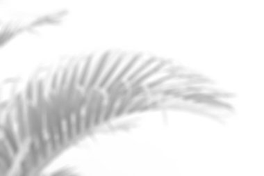 blurred black tropical palm leaf with shadow on white wall