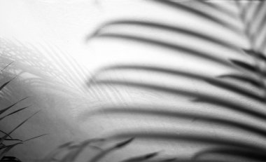 Beyaz duvarda gölgesi olan siyah tropikal palmiye yaprağı