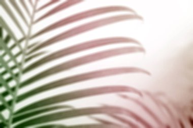 Beyaz duvarda gölgesi olan renkli tropikal palmiye yaprağı