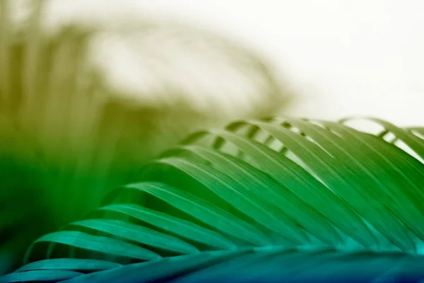Красочный Тропический Пальмовый Лист Тенью Белой Стене — стоковое фото