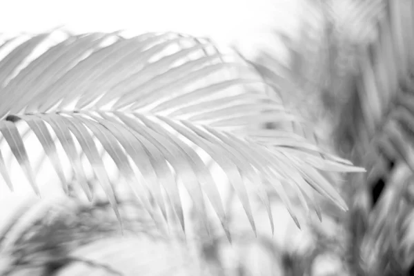 Schwarzes Tropisches Palmenblatt Mit Schatten Weißer Wand — Stockfoto