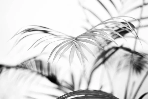 Zwart Tropisch Palmblad Met Schaduw Witte Muur — Stockfoto