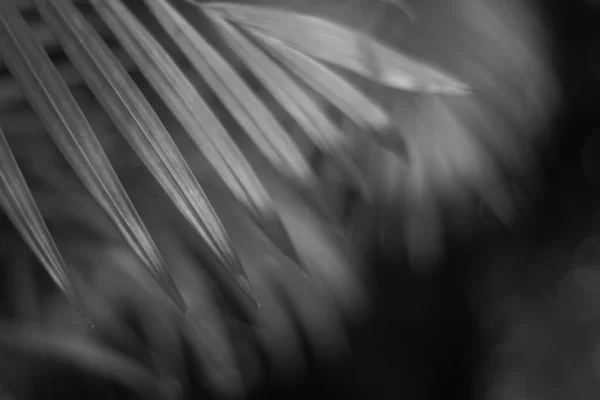 Black Tropical Palm Leaf Shadow Wall — Stock Photo, Image