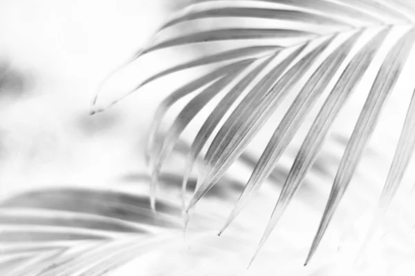 Folha Palma Tropical Preta Com Sombra Parede Branca — Fotografia de Stock