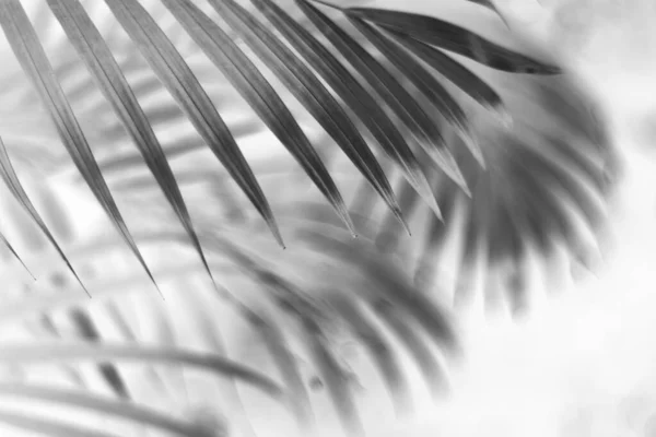 Folha Palma Tropical Preta Com Sombra Parede Branca — Fotografia de Stock