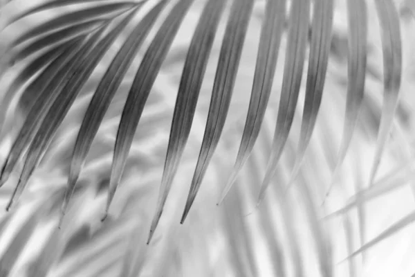 Folha Palma Tropical Preta Com Sombra Parede Branca — Fotografia de Stock