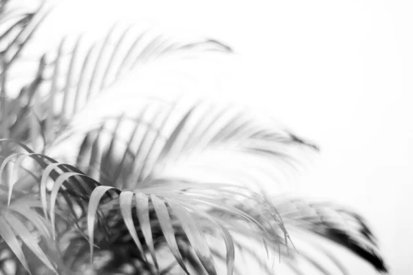 Hoja Palma Tropical Negra Con Sombra Pared Blanca —  Fotos de Stock