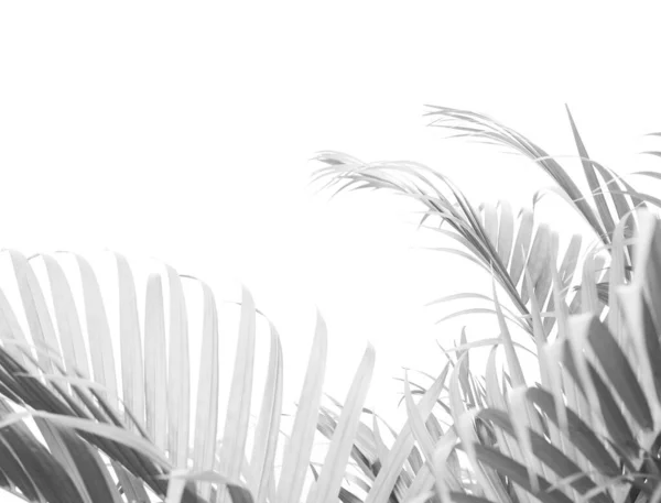 Black Tropical Palm Leaf Shadow White Wall — Stock Photo, Image