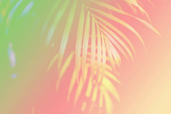 Colorful Tropical Palm Leaf Shadow White Wall — Stock Photo, Image