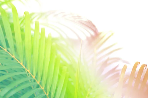 Kolorowy Tropikalny Liść Palmowy Cieniem Białej Ścianie — Zdjęcie stockowe