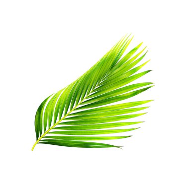 Beyaz arkaplanda izole edilmiş yeşil palmiye yaprakları
