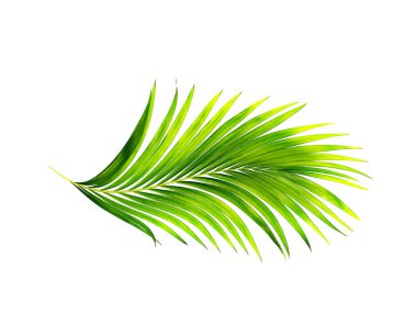 Beyaz arkaplanda izole edilmiş yeşil palmiye yaprakları