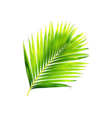 Beyaz arkaplanda izole edilmiş yeşil palmiye yaprakları