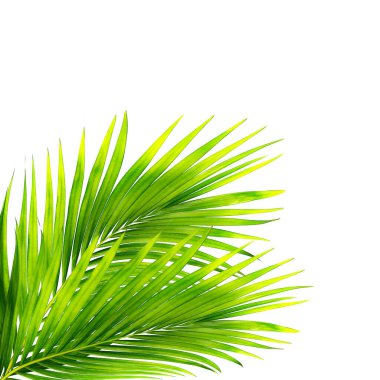 Beyaz arkaplanda izole edilmiş yeşil palmiye yaprakları