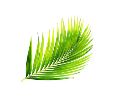 Beyaz arkaplanda izole edilmiş yeşil palmiye yaprakları