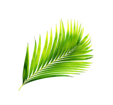 Beyaz arkaplanda izole edilmiş yeşil palmiye yaprakları