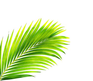 Beyaz arkaplanda izole edilmiş yeşil palmiye yaprakları