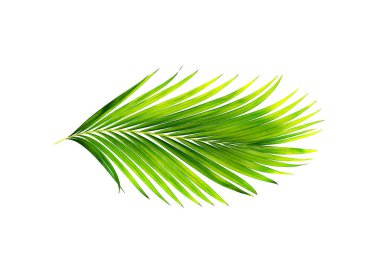 Beyaz arkaplanda izole edilmiş yeşil palmiye yaprakları