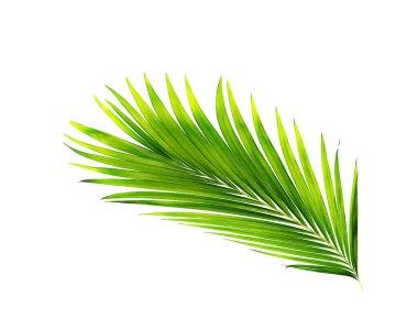 Beyaz arkaplanda izole edilmiş yeşil palmiye yaprakları