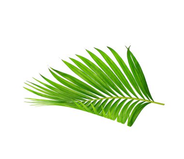 Beyaz arkaplanda izole edilmiş yeşil palmiye yaprakları