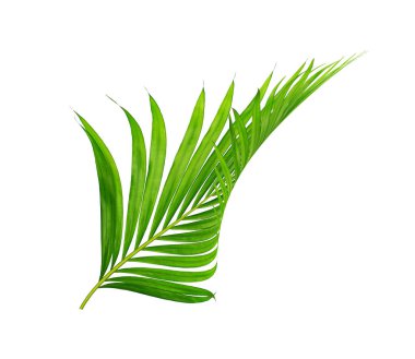 Beyaz arkaplanda izole edilmiş yeşil palmiye yaprakları