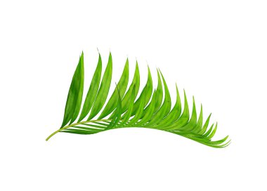 Beyaz arkaplanda izole edilmiş yeşil palmiye yaprakları