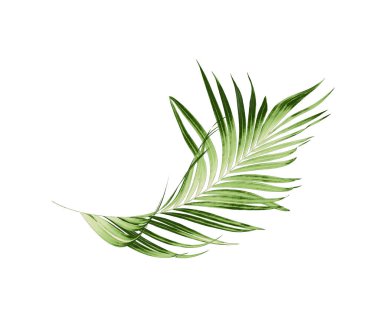 Beyaz arkaplanda yeşil palmiye yaprakları