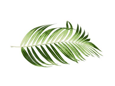 Beyaz arkaplanda yeşil palmiye yaprakları