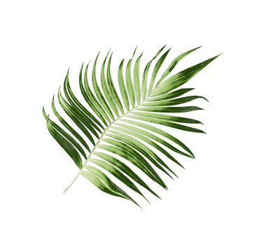 Beyaz arkaplanda yeşil palmiye yaprakları