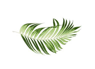 Beyaz arkaplanda yeşil palmiye yaprakları