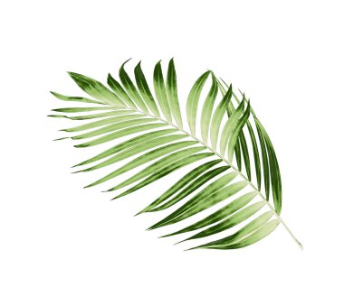 Beyaz arkaplanda yeşil palmiye yaprakları