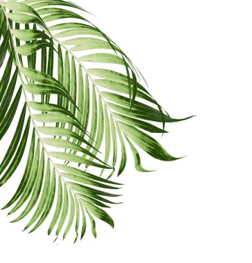 Beyaz arkaplanda yeşil palmiye yaprakları