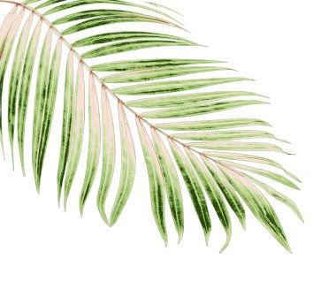 Beyaz arkaplanda yeşil palmiye yaprakları