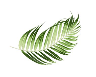 Beyaz arkaplanda yeşil palmiye yaprakları
