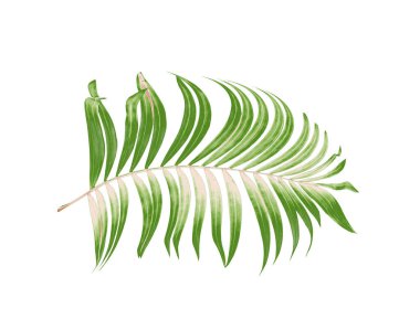 Beyaz arkaplanda yeşil palmiye yaprakları