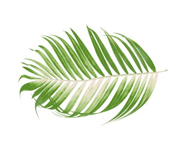 Beyaz arkaplanda yeşil palmiye yaprakları