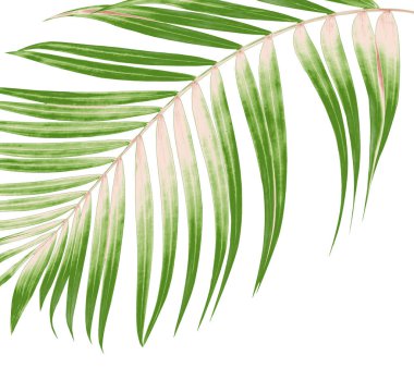 Beyaz arkaplanda yeşil palmiye yaprakları