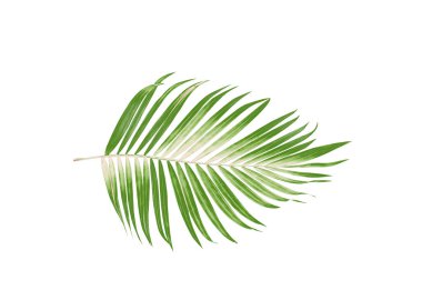 Beyaz arkaplanda yeşil palmiye yaprakları