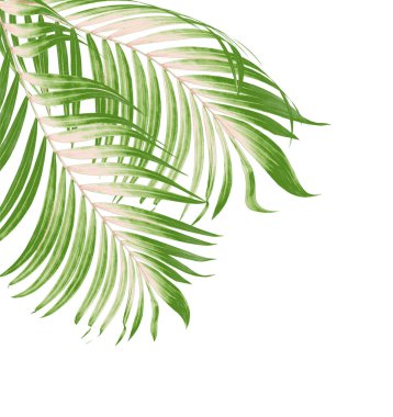 Beyaz arkaplanda yeşil palmiye yaprakları