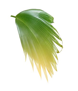 Beyaz arkaplanda yeşil palmiye yaprağı