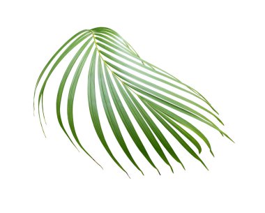 Beyaz arkaplanda yeşil palmiye yaprağı