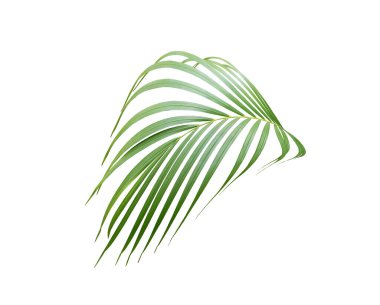 Beyaz arkaplanda yeşil palmiye yaprağı