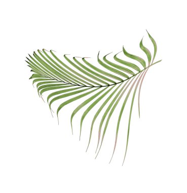 Beyaz arkaplanda yeşil palmiye yaprağı