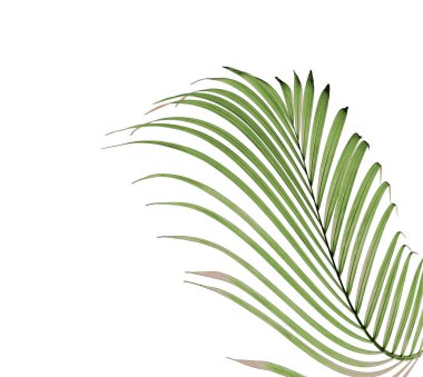 Beyaz arkaplanda yeşil palmiye yaprağı