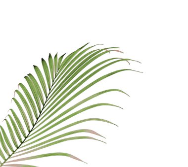 Beyaz arkaplanda yeşil palmiye yaprağı