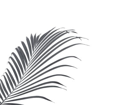 Beyaz arkaplanda yeşil palmiye yaprağı